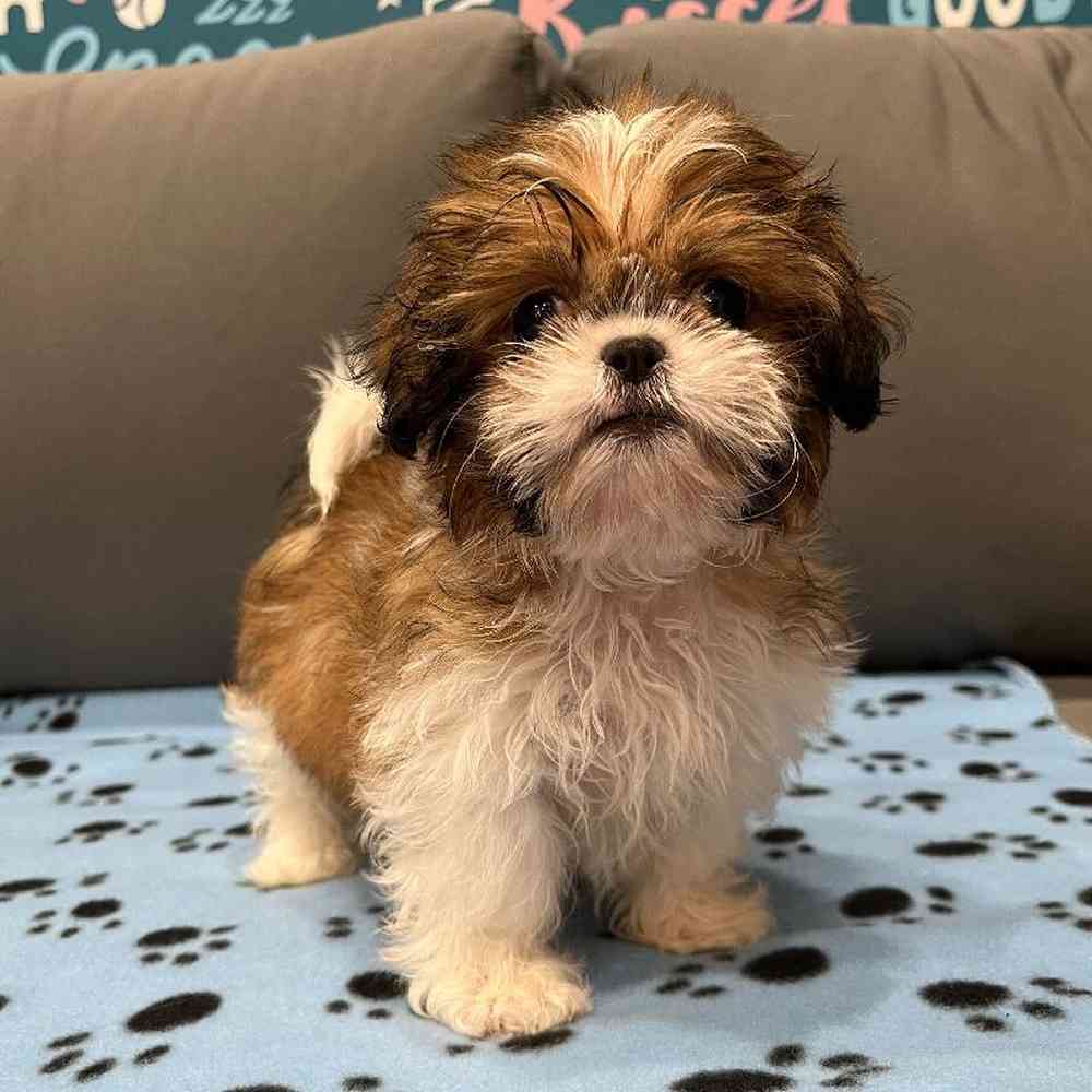 Female Teddy Bear Puppy for Sale in Charlotte, NC