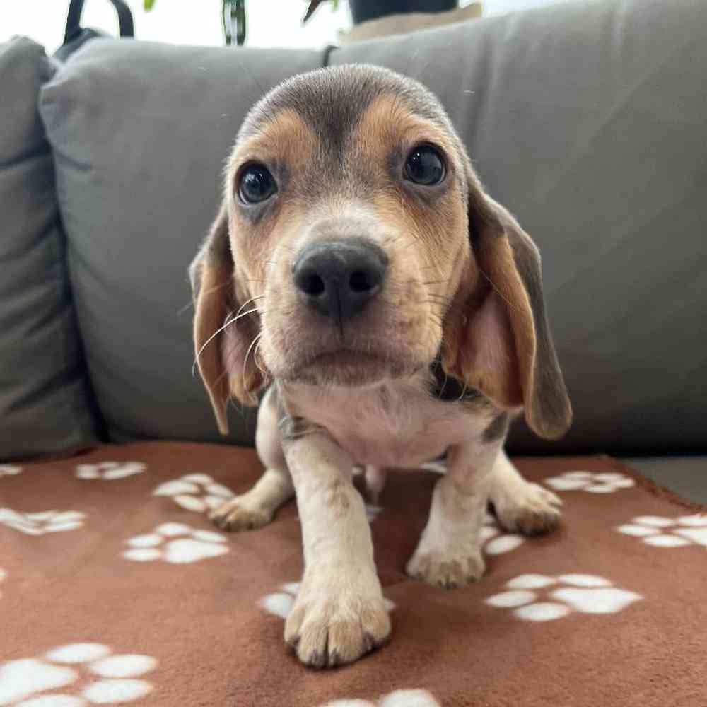 Male Beagle Puppy for Sale in Charlotte, NC