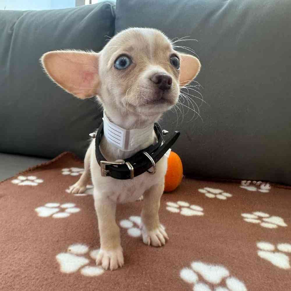 Female Chihuahua Puppy for Sale in Charlotte, NC