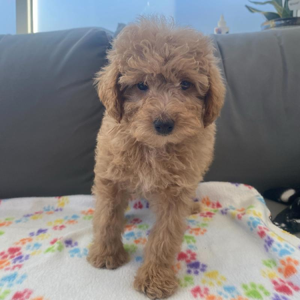 Female Poodle Puppy for Sale in Charlotte, NC