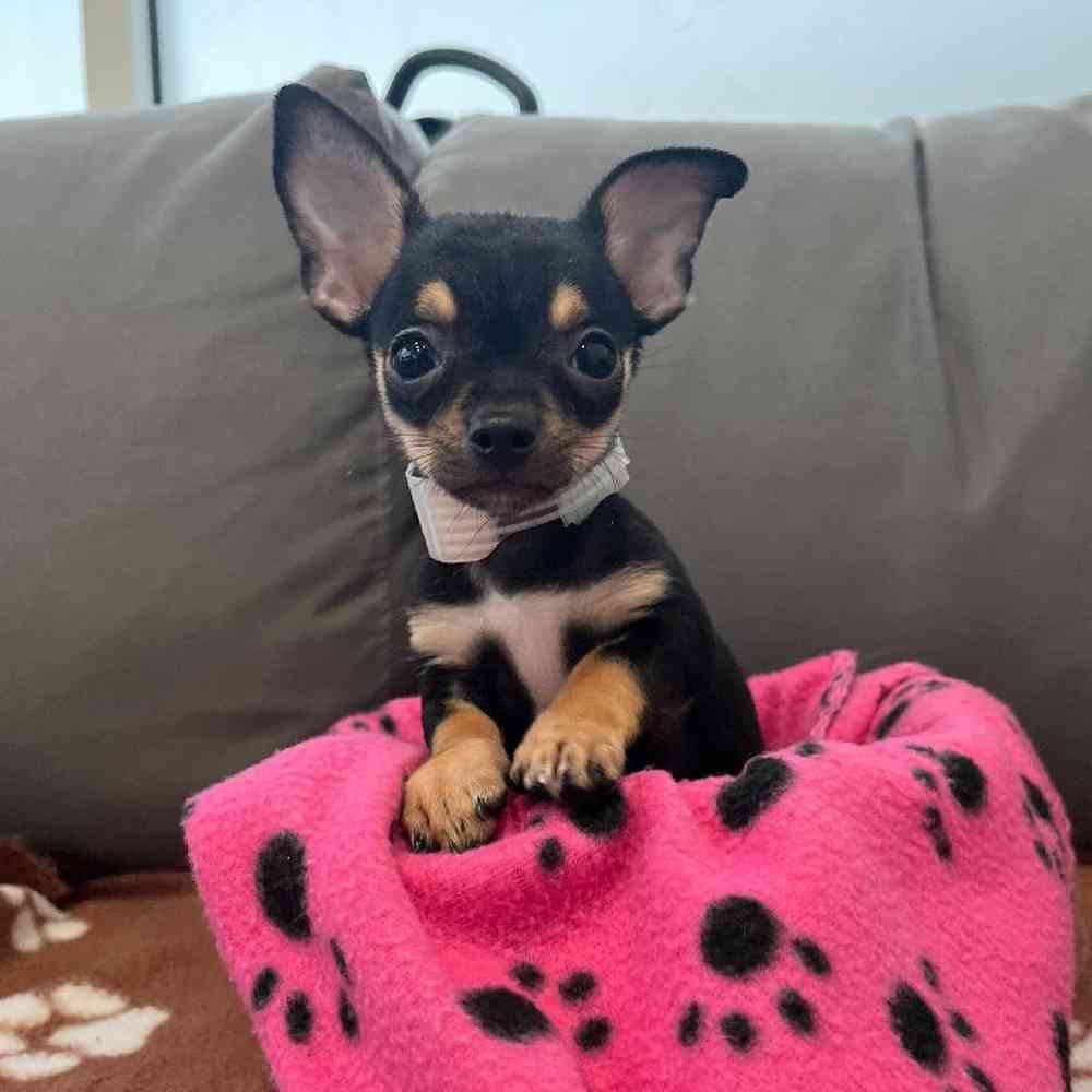 Male Chihuahua Puppy for Sale in Charlotte, NC