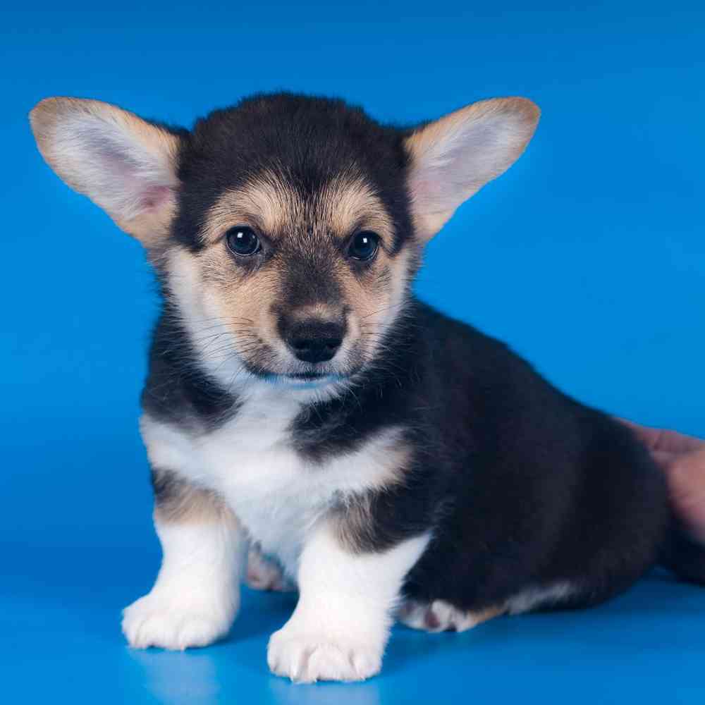 Pembroke Welsh Corgi Puppies for Sale