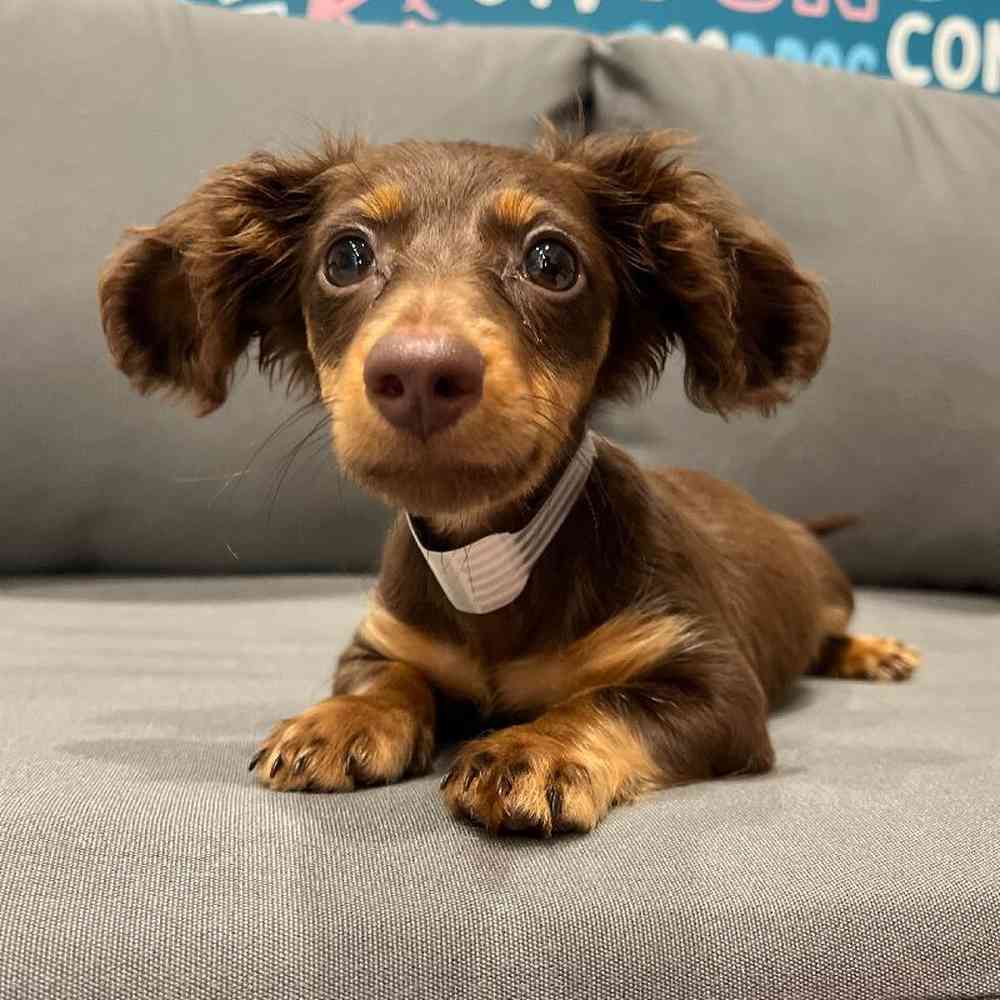 Female Dachshund Puppy for Sale in Charlotte, NC