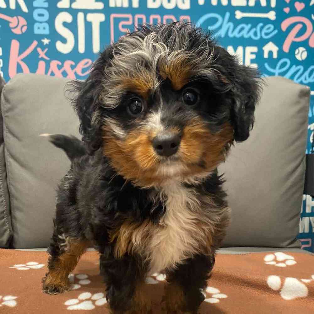 Female Mini Bernedoodle Puppy for Sale in Charlotte, NC