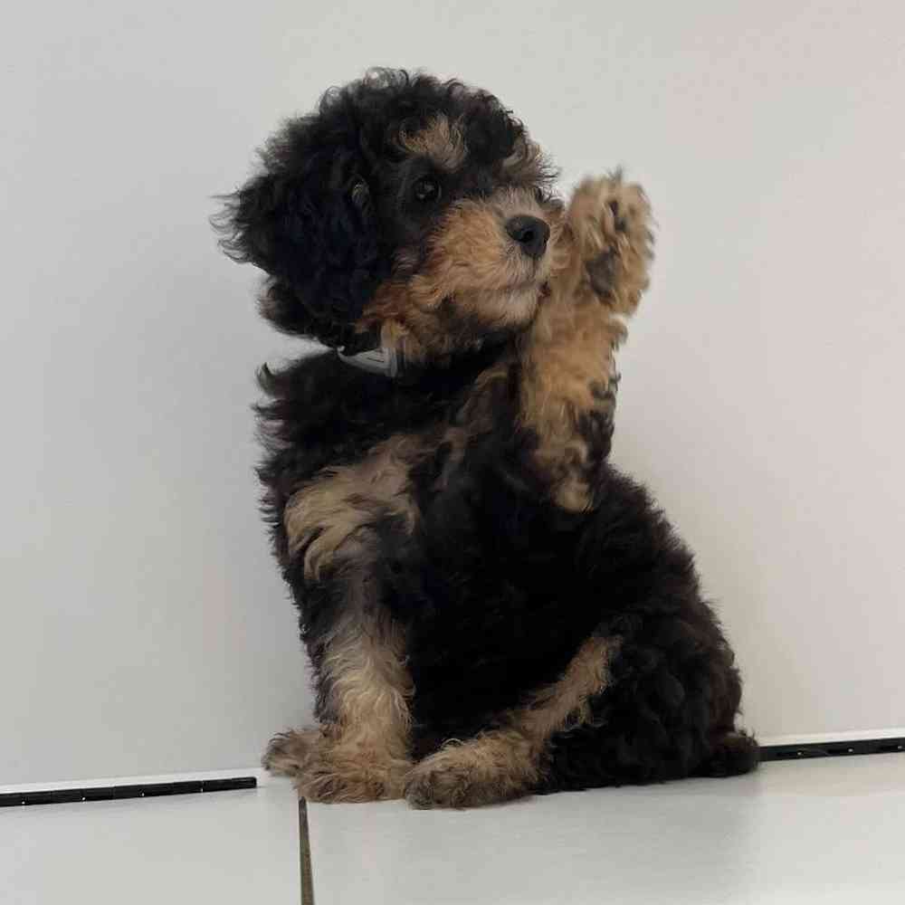 Female Poodle Puppy for Sale in Charlotte, NC