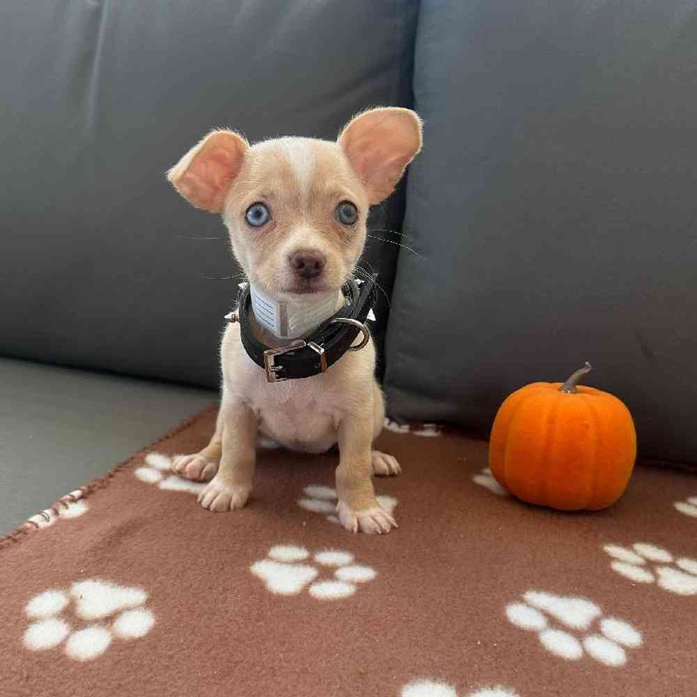 Female Chihuahua Puppy for Sale in Charlotte, NC