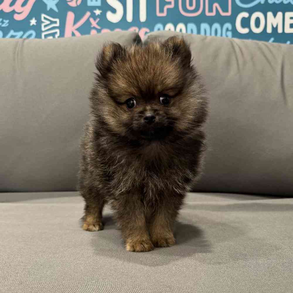 Male Pomeranian Puppy for Sale in Charlotte, NC