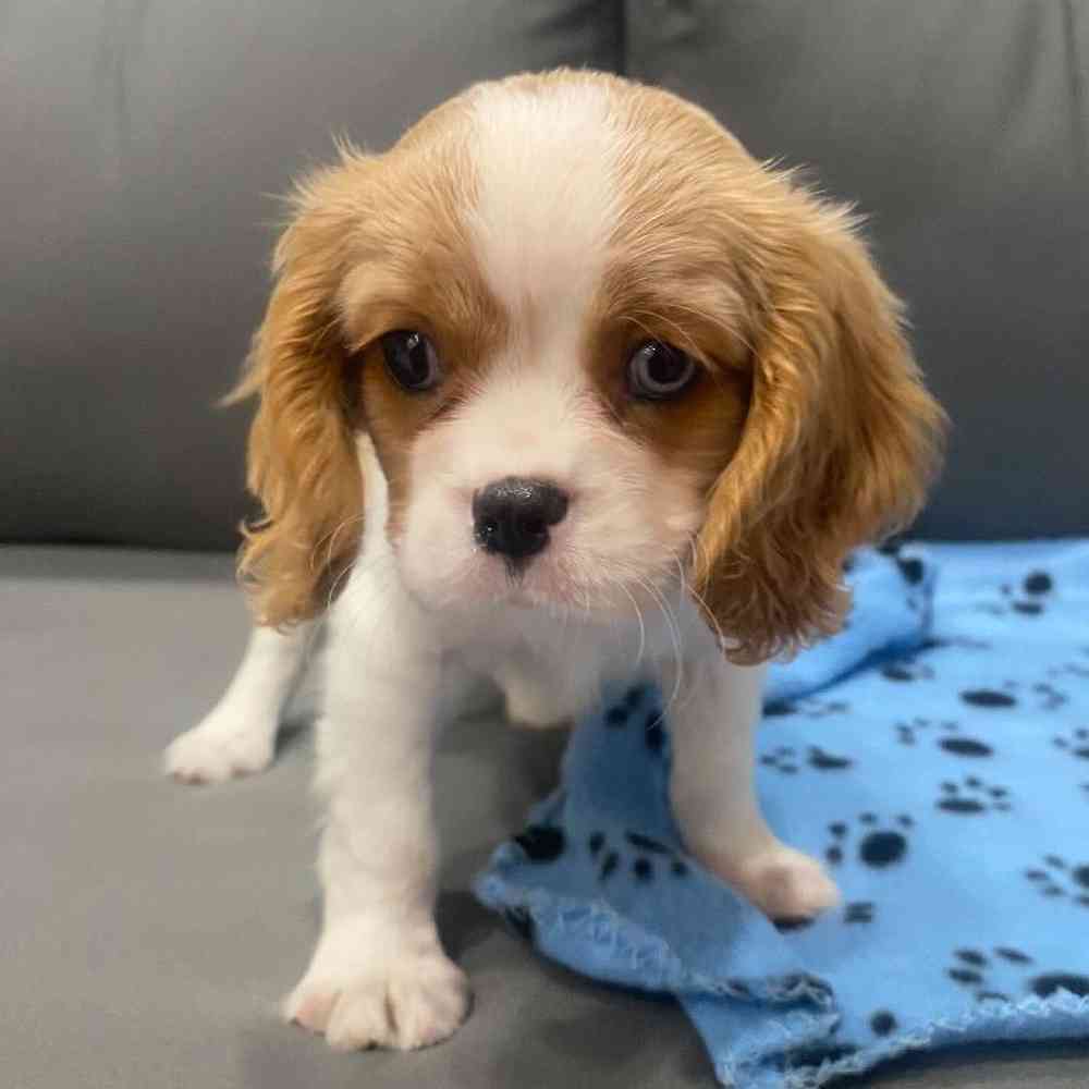 Male Cavalier King Charles Spaniel Puppy for Sale in Charlotte, NC