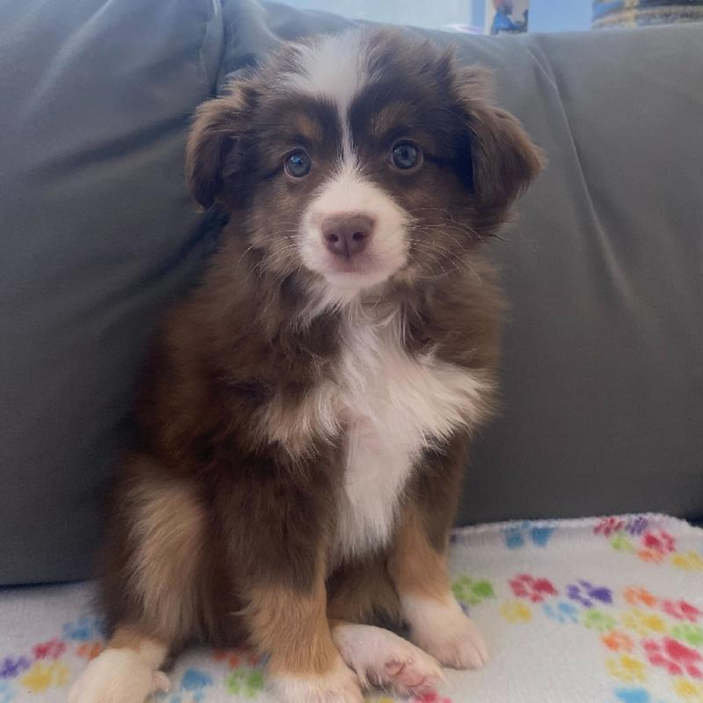 Female Mini Aussie Puppy for Sale in Charlotte, NC