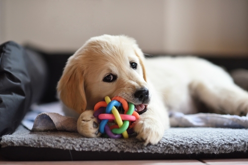 A Golden Retriever puppy playing with a toy.