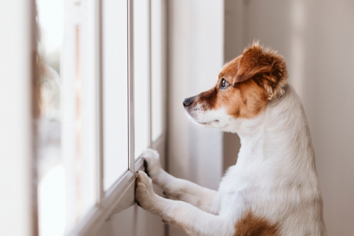 A Jack Russell Terrier puppy looking out a window.