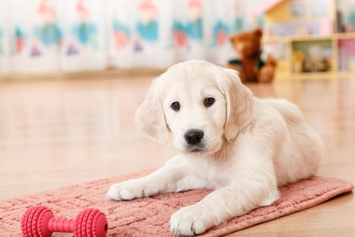 A Golden Retriever puppy playing with a toy.