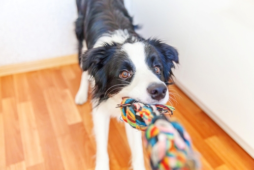 A Border Collie puppy tugging on a rope toy.