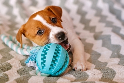 A Jack Russell Terrier puppy chewing on a blue chew toy.